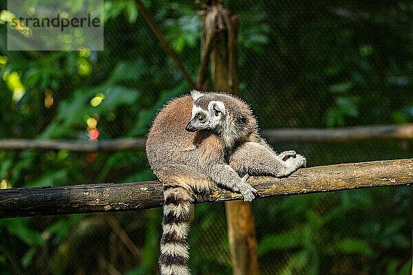 Lemuren in natürlicher Umgebung  Nahaufnahme  Porträt des Tieres auf Guadeloupe au Parc des Mamelles  in der Karibik. Französische Antillen  Frankreich  Europa