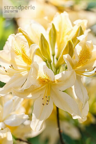 Rhododendron (Azalee) blüht in verschiedenen Farben im Frühlingsgarten. Nahaufnahme. Unscharfer Hintergrund