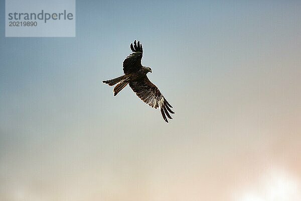 Rotmilan (Milvus milvus) im Flug hält Ausschau nach Beute  Silhouette am Abendhimmel  Wales  Großbritannien  Europa