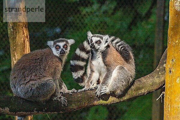 Lemuren in natürlicher Umgebung  Nahaufnahme  Porträt des Tieres auf Guadeloupe au Parc des Mamelles  in der Karibik. Französische Antillen  Frankreich  Europa