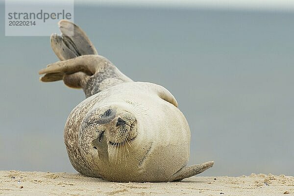 Kegelrobbe (Halichoerus grypus)  erwachsenes Tier  schlafend an einem Strand  Norfolk  England  Großbritannien  Europa