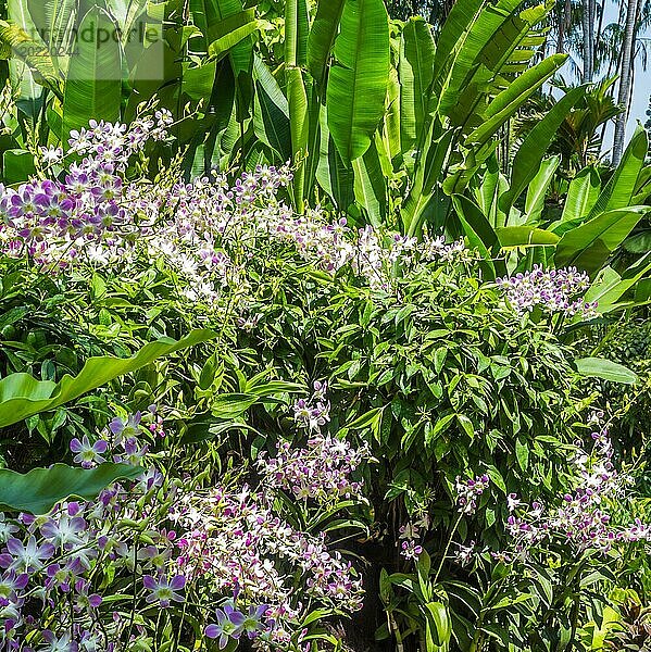 Weiß mit lila Orchideen mit tropischen Pflanzen im botanischen Garten in Singapur