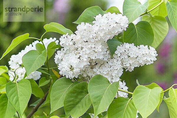 Blühender Flieder im botanischen Garten im Frühling