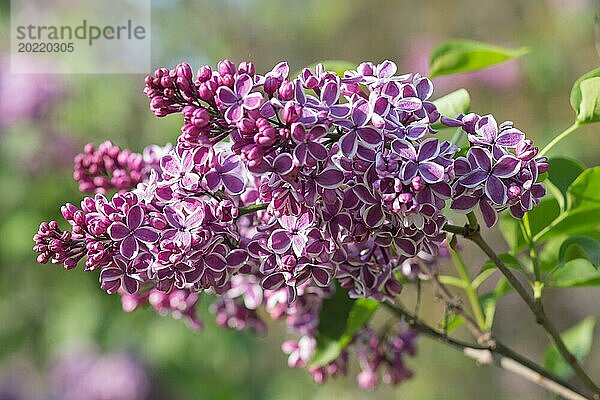 Blühender Flieder im botanischen Garten im Frühling