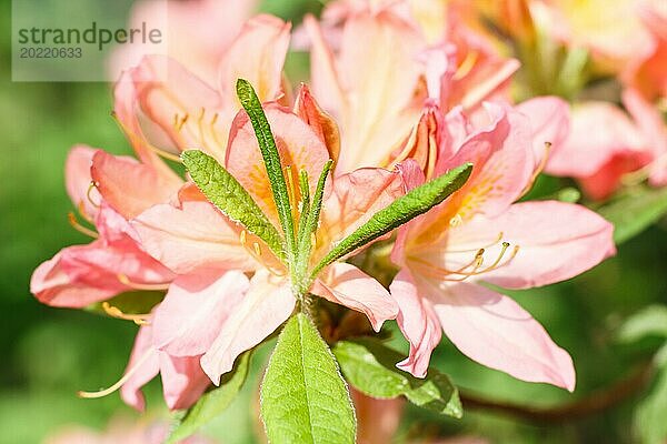 Rhododendron (Azalee) blüht in verschiedenen Farben im Frühlingsgarten. Nahaufnahme. Unscharfer Hintergrund