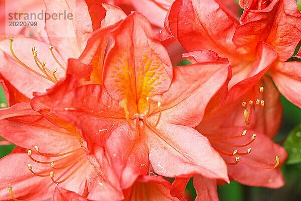 Rhododendron (Azalee) blüht in verschiedenen Farben im Frühlingsgarten. Nahaufnahme. Unscharfer Hintergrund