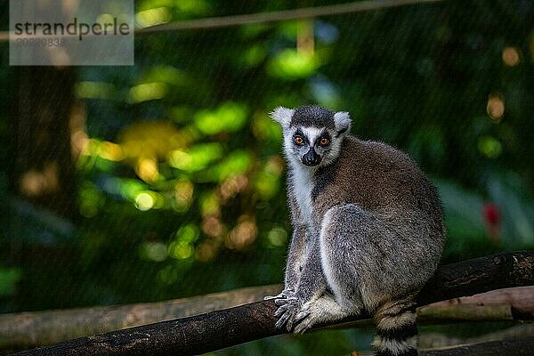 Lemuren in natürlicher Umgebung  Nahaufnahme  Porträt des Tieres auf Guadeloupe au Parc des Mamelles  in der Karibik. Französische Antillen  Frankreich  Europa