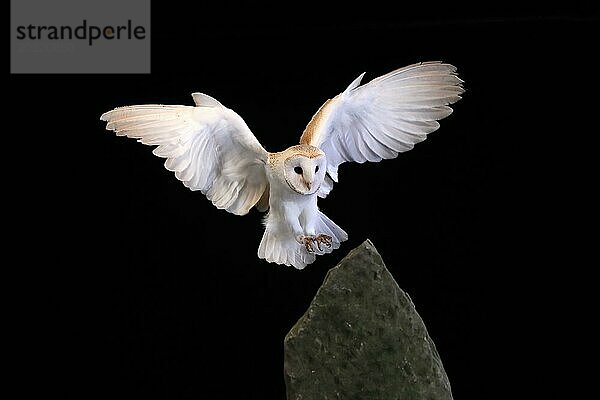 Schleiereule  (Tyto alba)  adult  fliegend  landet  auf Felsen  nachts  Lowick  Northumberland  England  Großbritannien  Europa