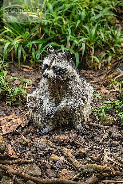 Waschbär in Natürlicher Umgebung  Großaufnahme  Portrait des Tieres auf Guadeloupe au Parc des Mamelles  in der Karibik. Französische Antillen  Frankreich  Europa