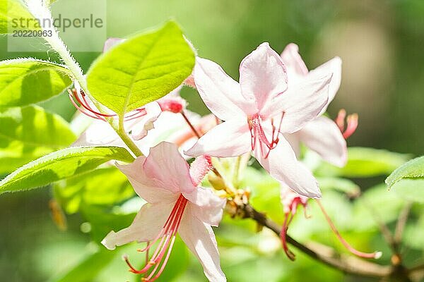 Rhododendron (Azalee) blüht in verschiedenen Farben im Frühlingsgarten. Nahaufnahme. Unscharfer Hintergrund