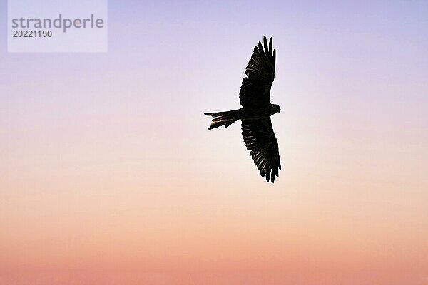 Rotmilan (Milvus milvus) im Flug hält Ausschau nach Beute  Silhouette am Abendhimmel  Wales  Großbritannien  Europa