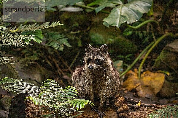 Waschbär in Natürlicher Umgebung  Großaufnahme  Portrait des Tieres auf Guadeloupe au Parc des Mamelles  in der Karibik. Französische Antillen  Frankreich  Europa