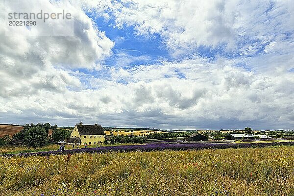 Lavendelfeld und Wildblumenwiese auf einer Farm  Weite  Cotswolds Lavender  Snowshill  Broadway  Gloucestershire  England  Großbritannien  Europa