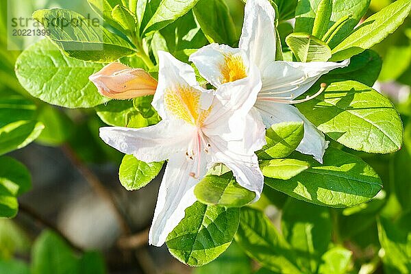 Rhododendron (Azalee) blüht in verschiedenen Farben im Frühlingsgarten. Nahaufnahme. Unscharfer Hintergrund