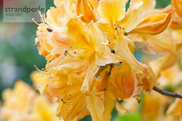 Rhododendron (Azalee) blüht in verschiedenen Farben im Frühlingsgarten. Nahaufnahme. Unscharfer Hintergrund