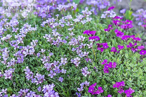 Blühender Flieder im botanischen Garten im Frühling