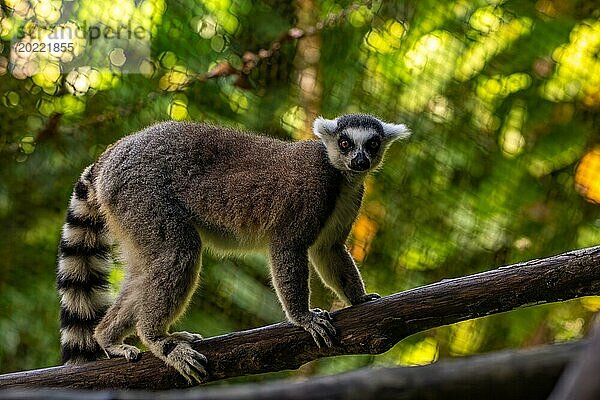 Lemuren in natürlicher Umgebung  Nahaufnahme  Porträt des Tieres auf Guadeloupe au Parc des Mamelles  in der Karibik. Französische Antillen  Frankreich  Europa