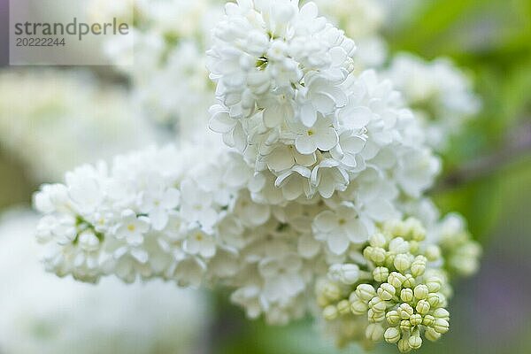 Blühender Flieder im botanischen Garten im Frühling