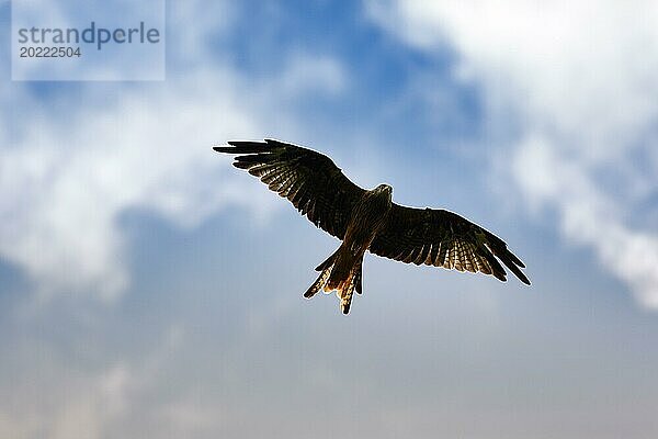 Rotmilan (Milvus milvus) im Flug hält Ausschau nach Beute  Silhouette am Abendhimmel  Wales  Großbritannien  Europa