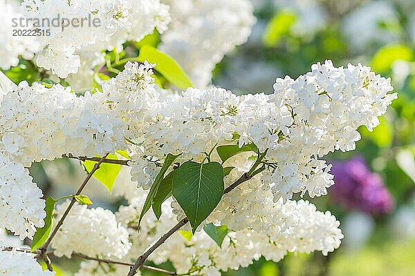 Blühender Flieder im botanischen Garten im Frühling