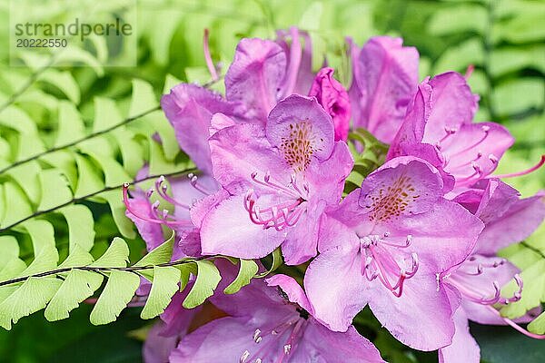 Rhododendron (Azalee) blüht in verschiedenen Farben im Frühlingsgarten. Nahaufnahme. Unscharfer Hintergrund