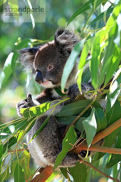 Ein Koalabär sitzt auf einem Ast