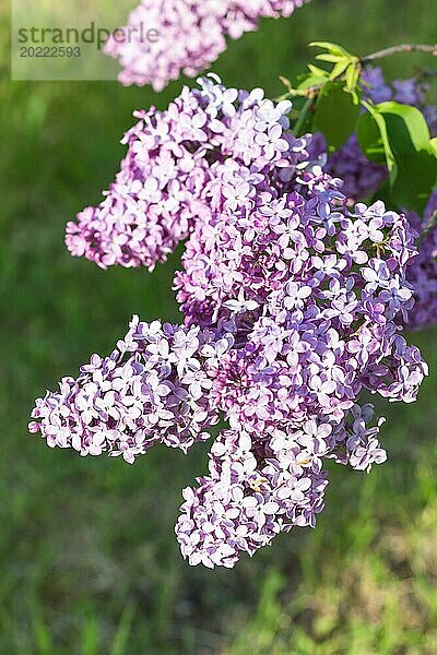 Blühender Flieder im botanischen Garten im Frühling