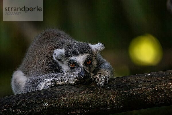 Lemuren in natürlicher Umgebung  Nahaufnahme  Porträt des Tieres auf Guadeloupe au Parc des Mamelles  in der Karibik. Französische Antillen  Frankreich  Europa