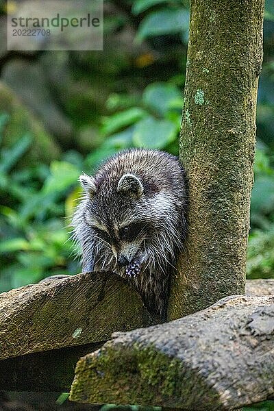 Waschbär in Natürlicher Umgebung  Großaufnahme  Portrait des Tieres auf Guadeloupe au Parc des Mamelles  in der Karibik. Französische Antillen  Frankreich  Europa