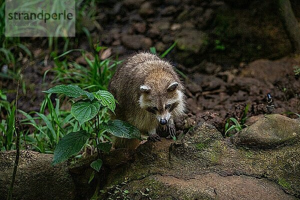 Waschbär in Natürlicher Umgebung  Großaufnahme  Portrait des Tieres auf Guadeloupe au Parc des Mamelles  in der Karibik. Französische Antillen  Frankreich  Europa