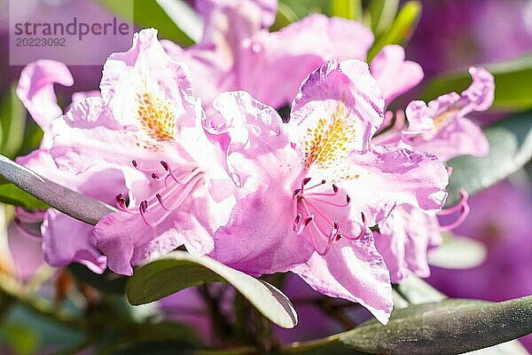 Rhododendron (Azalee) blüht in verschiedenen Farben im Frühlingsgarten. Nahaufnahme. Unscharfer Hintergrund