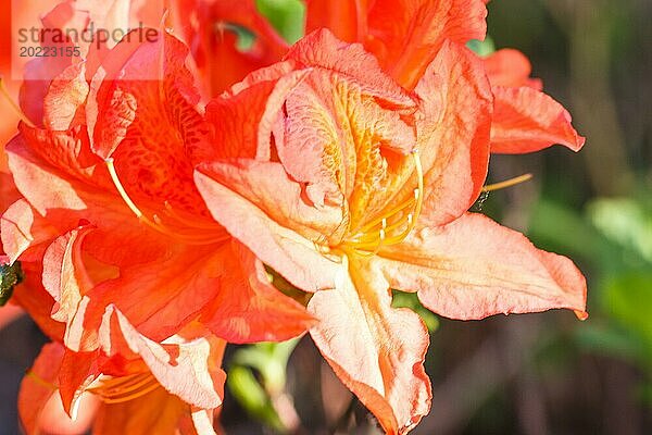 Rhododendron (Azalee) blüht in verschiedenen Farben im Frühlingsgarten. Nahaufnahme. Unscharfer Hintergrund