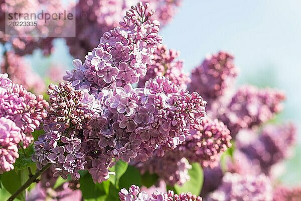 Blühender Flieder im botanischen Garten im Frühling