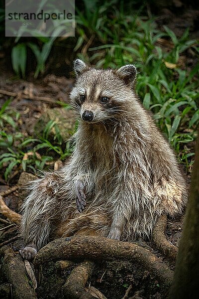 Waschbär in Natürlicher Umgebung  Großaufnahme  Portrait des Tieres auf Guadeloupe au Parc des Mamelles  in der Karibik. Französische Antillen  Frankreich  Europa