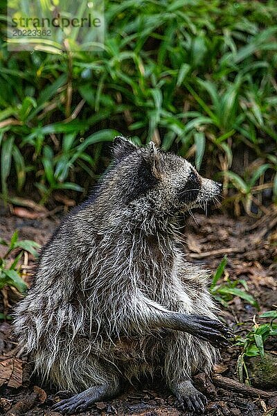 Waschbär in Natürlicher Umgebung  Großaufnahme  Portrait des Tieres auf Guadeloupe au Parc des Mamelles  in der Karibik. Französische Antillen  Frankreich  Europa