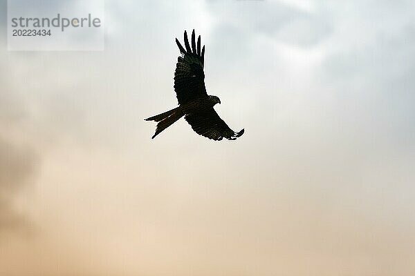 Rotmilan (Milvus milvus) im Flug hält Ausschau nach Beute  Silhouette am Abendhimmel  Wales  Großbritannien  Europa