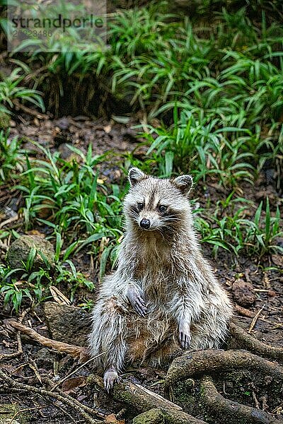 Waschbär in Natürlicher Umgebung  Großaufnahme  Portrait des Tieres auf Guadeloupe au Parc des Mamelles  in der Karibik. Französische Antillen  Frankreich  Europa