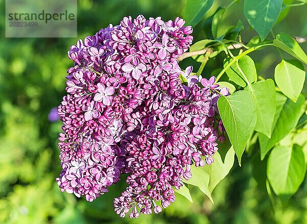 Blühender Flieder im botanischen Garten im Frühling