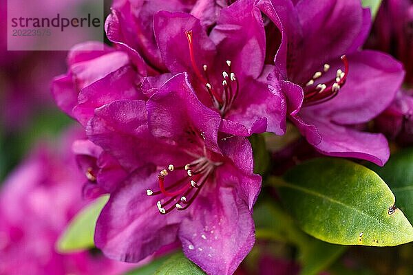 Rhododendron (Azalee) blüht in verschiedenen Farben im Frühlingsgarten. Nahaufnahme. Unscharfer Hintergrund