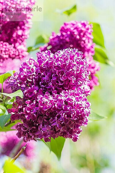 Blühender Flieder im botanischen Garten im Frühling