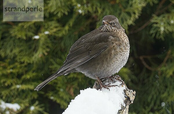 Amsel Weibchen im Winter. Blackbird female in winter with snow