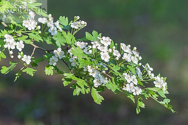 Blühender Weißdornzweig im botanischen Garten im Frühling