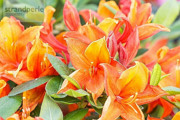 Rhododendron (Azalee) blüht in verschiedenen Farben im Frühlingsgarten. Nahaufnahme. Unscharfer Hintergrund