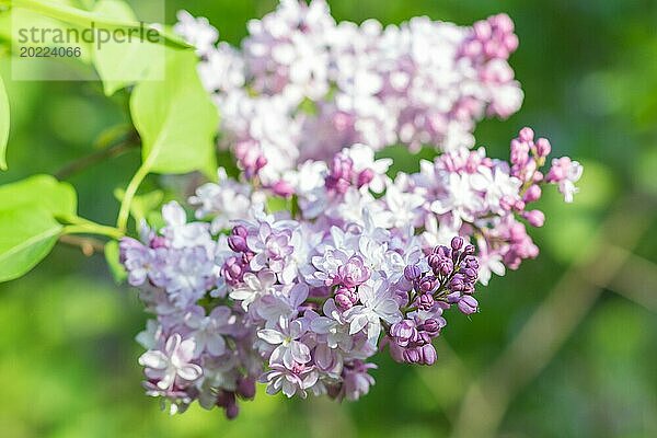 Blühender Flieder im botanischen Garten im Frühling