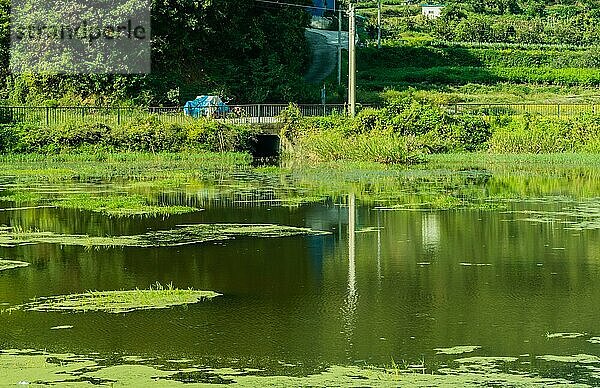 Ein ruhiger Teich mit Seerosenblättern und üppiger grüner Umgebung in Südkorea