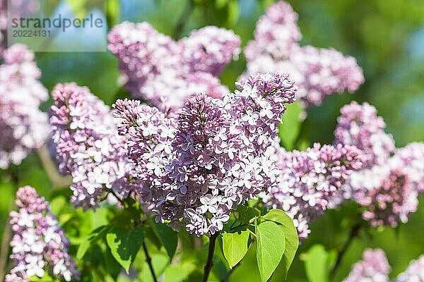 Blühender Flieder im botanischen Garten im Frühling