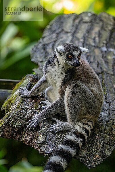 Lemuren in natürlicher Umgebung  Nahaufnahme  Porträt des Tieres auf Guadeloupe au Parc des Mamelles  in der Karibik. Französische Antillen  Frankreich  Europa