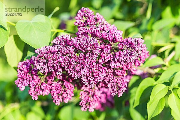 Blühender Flieder im botanischen Garten im Frühling