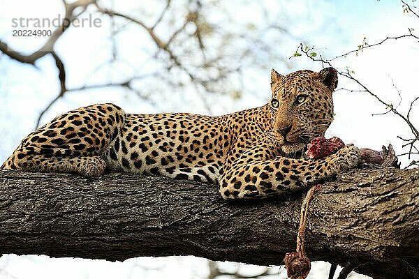 Leopard beim fressen auf einem Baum im Krüger Nationalpark in Südafrika