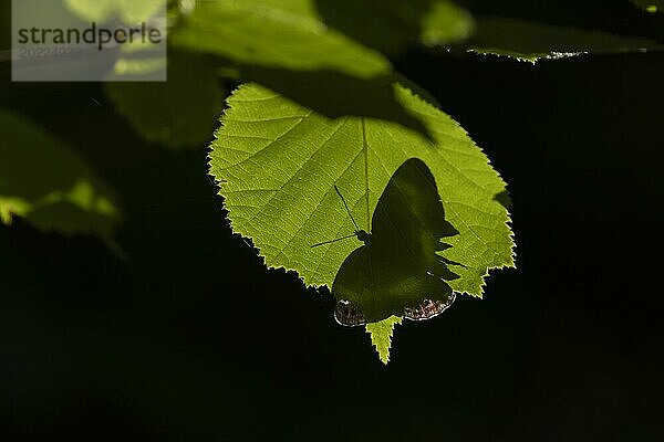 Kleiner Eisvogel (Limenitis camilla) Schmetterling auf einem Haselbaumblatt ruhend  Silhouette von unten  Suffolk  England  Großbritannien  Europa